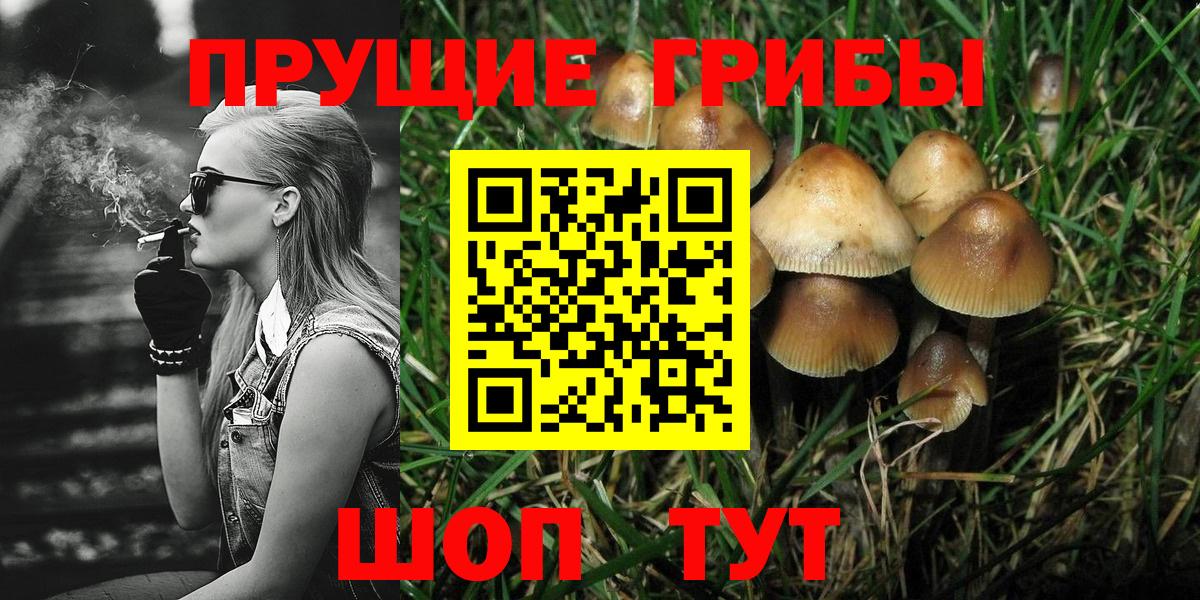 Псилоцибиновые грибы Psilocybine cubensis Великий Устюг